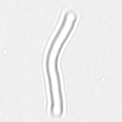 Бактерии палочковидные