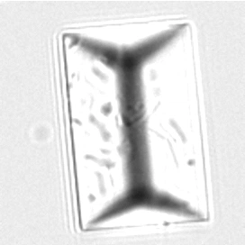 Трипельфосфаты