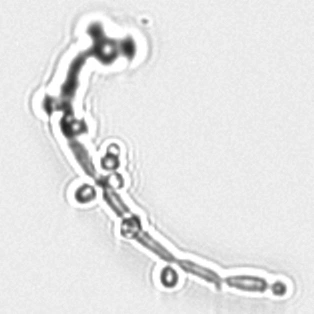 Псевдомицелий